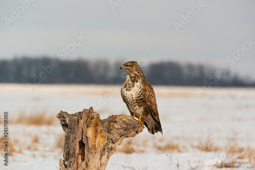 Photo of common buzzard buteo buteo on a tree