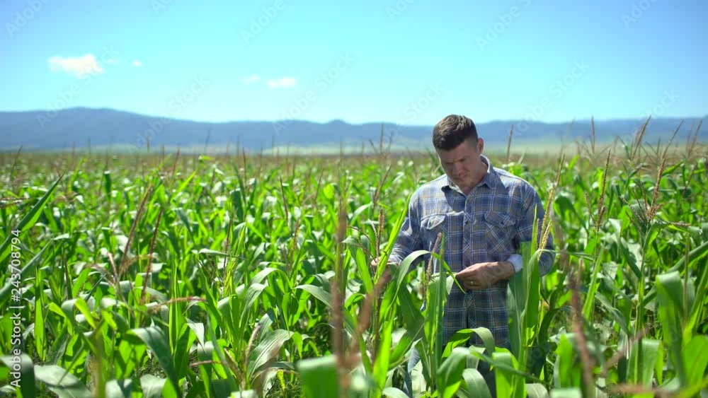 farmer man in corn field. Male farmer hands checking and inspecting quality of plants of organic corn in field. Harvesting Agriculture Harvest Farming no GMO ecology, bio product, natural products 4 K farmer man in corn field. Male farmer hands checking and inspecting quality of plants of organic corn in field. Harvesting Agriculture Harvest Farming no GMO ecology, bio product, natural products 4 K