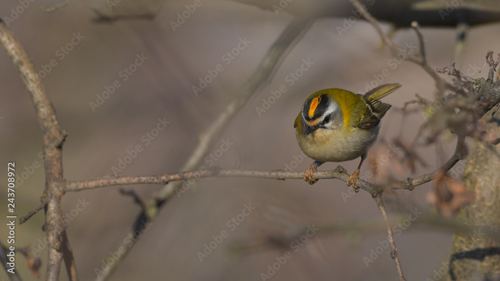 Naklejka premium Fiorrancino maschio posato sul rametto del bosco