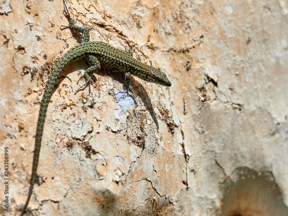 Iberian lizard, sunbathing on the wall of an abandoned house in the Enguera mountains, Spain Iberian lizard, sunbathing on the wall of an abandoned house in the Enguera mountains, Spain