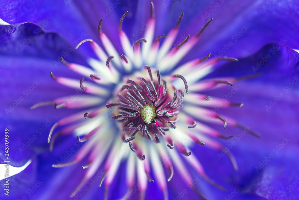 Fototapeta premium Beautiful blue clematis flower close up