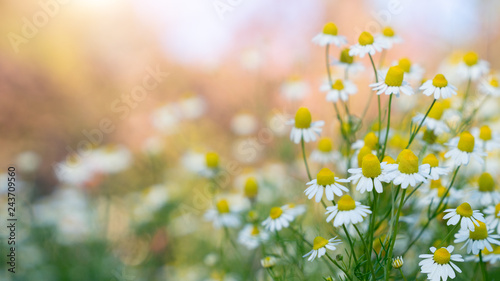 Fototapeta Naklejka Na Ścianę i Meble -  Flowering. Chamomile. Blooming chamomile field, Chamomile flowers on a meadow in summer, Selective focus