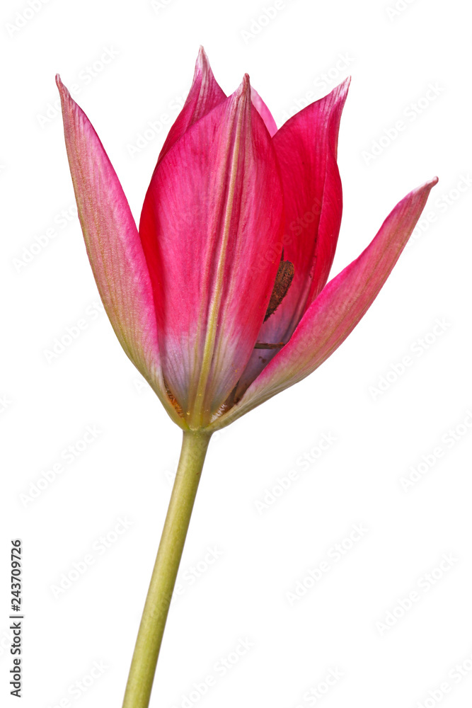 Fototapeta premium Single flower of a purplish-red tulip isolated
