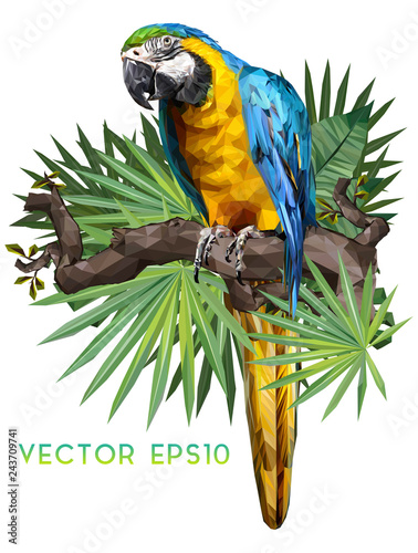 Illustration of blueand gold macaw. photo