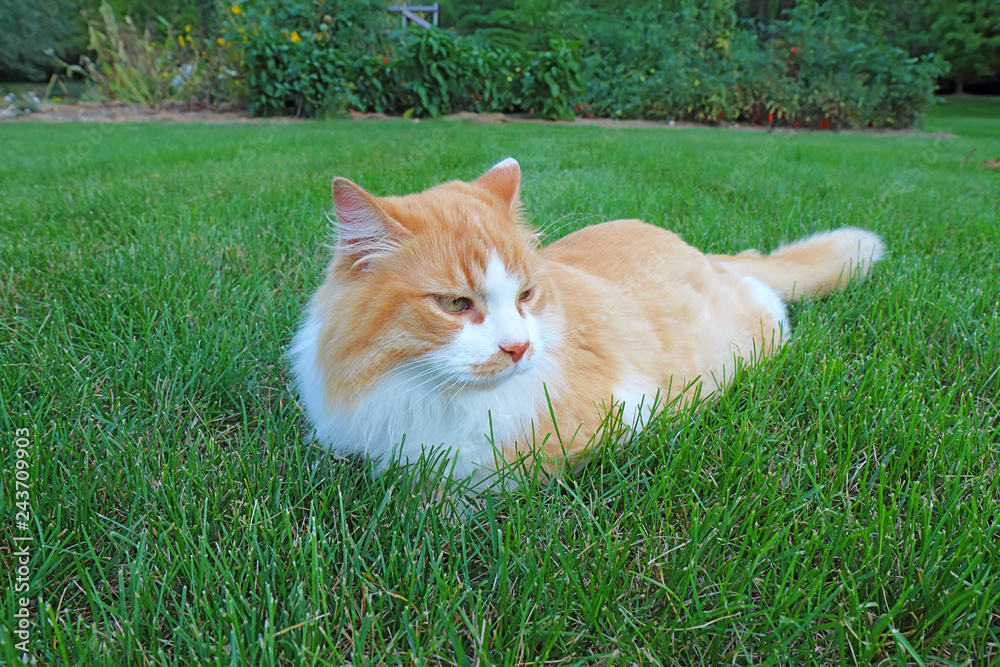 Orange and white domestic longhair cat in the grass