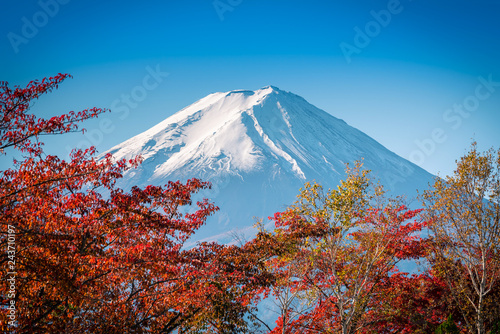 Mt. Fuji on blue sky background with autumn foliage at daytime in Fujikawaguchiko, Japan.