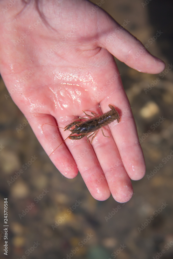 Fototapeta premium Crayfish In A Hand