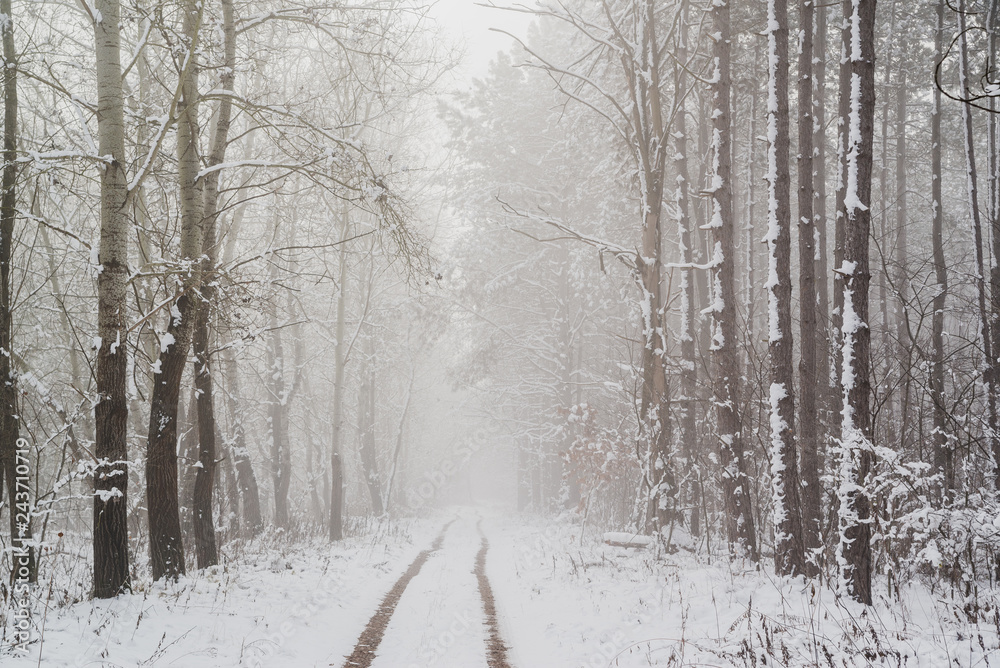 Fototapeta premium Road in snowy winter forest this is fairytale scene