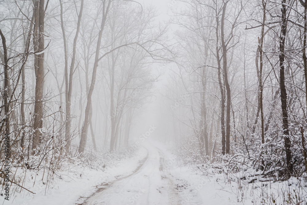 Road in snowy winter forest this is fairytale scene Road in snowy winter forest this is fairytale scene