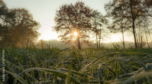 Frost and dew on grass, Enschede, Overijssel, Holland photo