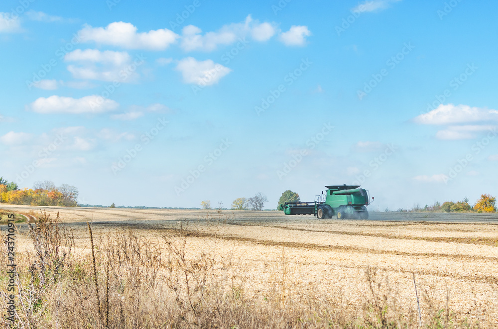 Green harvester in the field cleans crops