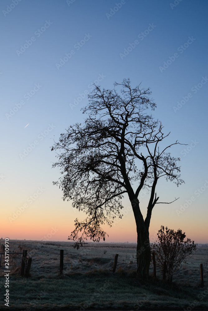 Fence near a lonely tree on the rural pasture with sunset sky Fence near a lonely tree on the rural pasture with sunset sky