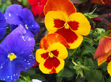Pansy flower yellow, orange, red and purple with green leaves