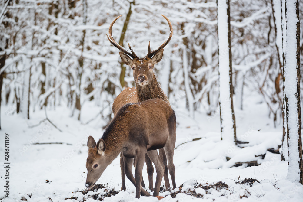 Fototapeta premium Female and Buck Red deer in the winter forest