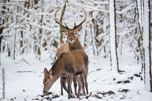 Female and Buck Red deer in the winter forest © Creaturart