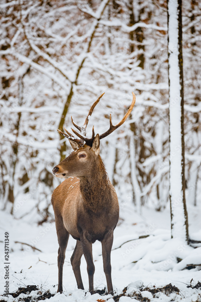 Red Deer Cervus elaphus buck in the winter forest Red Deer Cervus elaphus buck in the winter forest