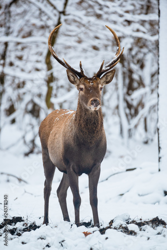 Red Deer Cervus elaphus buck in the winter forest