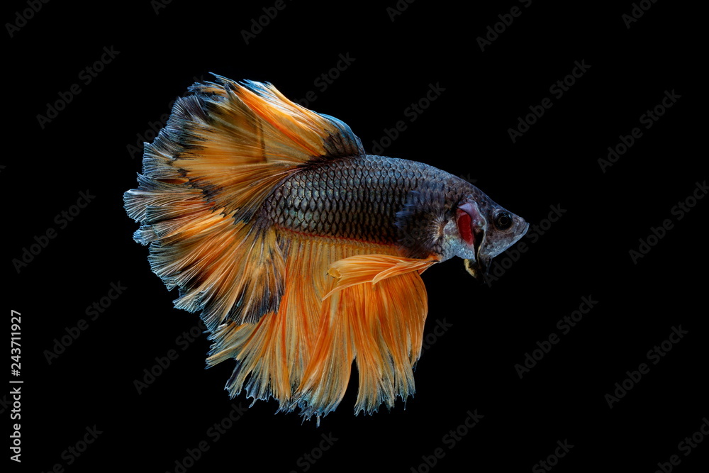 Fototapeta premium Siamese fighting fish yellew fish, black background Betta splendens, Betta Fish, Halfmoon Betta.