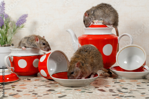 Close-up three rats (Rattus norvegicus) on countertop at kitchen.  One rat drinks, second rat sits on top of teapot, third rat climbs get out from sugar bowl. photo