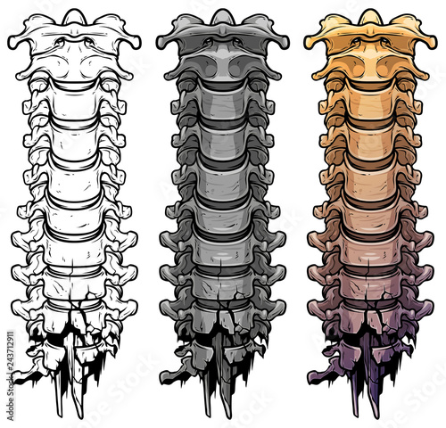 Graphic detailed black and white colorful human skeleton spine bones. Isolated on white background. Vector icon set.