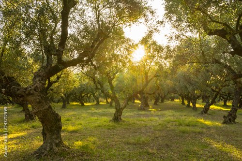 Obraz na płótnie Greece, Zakynthos, Magic atmosphere in beautiful olive tree forest w salonie