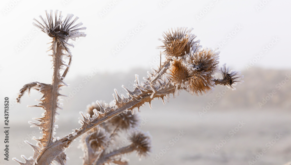 Frozen branch of a bush in the mountains Frozen branch of a bush in the mountains