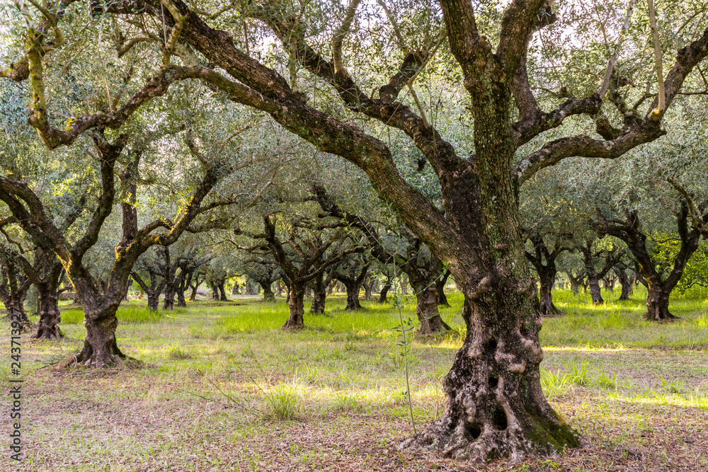 Greece, Zakynthos, Ancient beautiful olive tree grove Greece, Zakynthos, Ancient beautiful olive tree grove