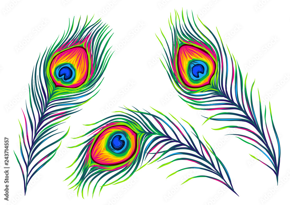 Fototapeta premium Set of peacock feathers.