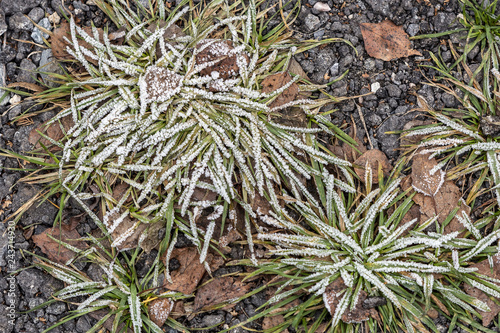 frozen flesh of grass between brown leaves in the morning in winter