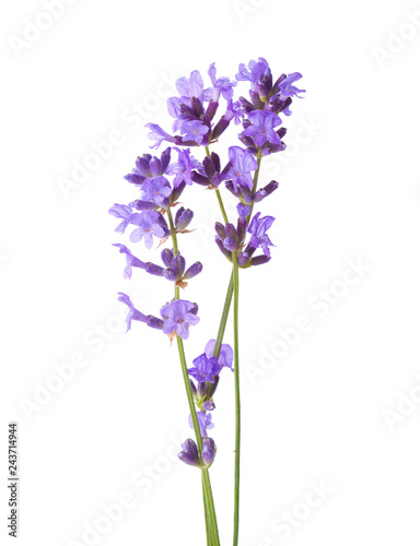 Three sprigs of Lavender isolated on white background.