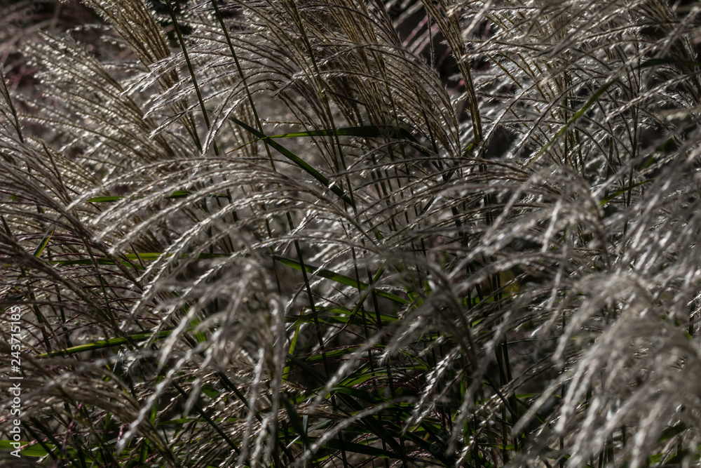 Schilf im Wind Schilf im Wind