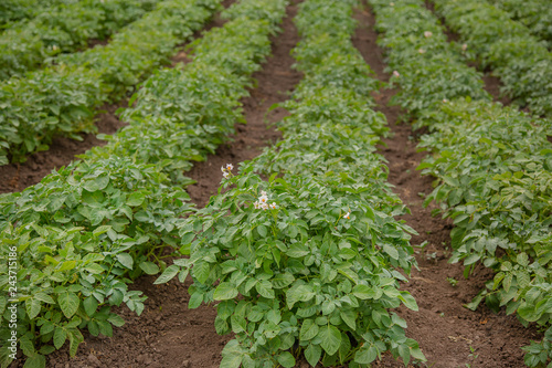 The potato grows and blooms in the garden in the open ground.