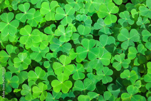  Green background with three-leaved shamrocks. St. Patrick's day holiday symbol. Selective focus.