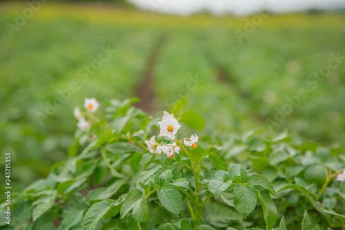 Fototapeta Naklejka Na Ścianę i Meble -  The potato grows and blooms in the garden in the open ground.