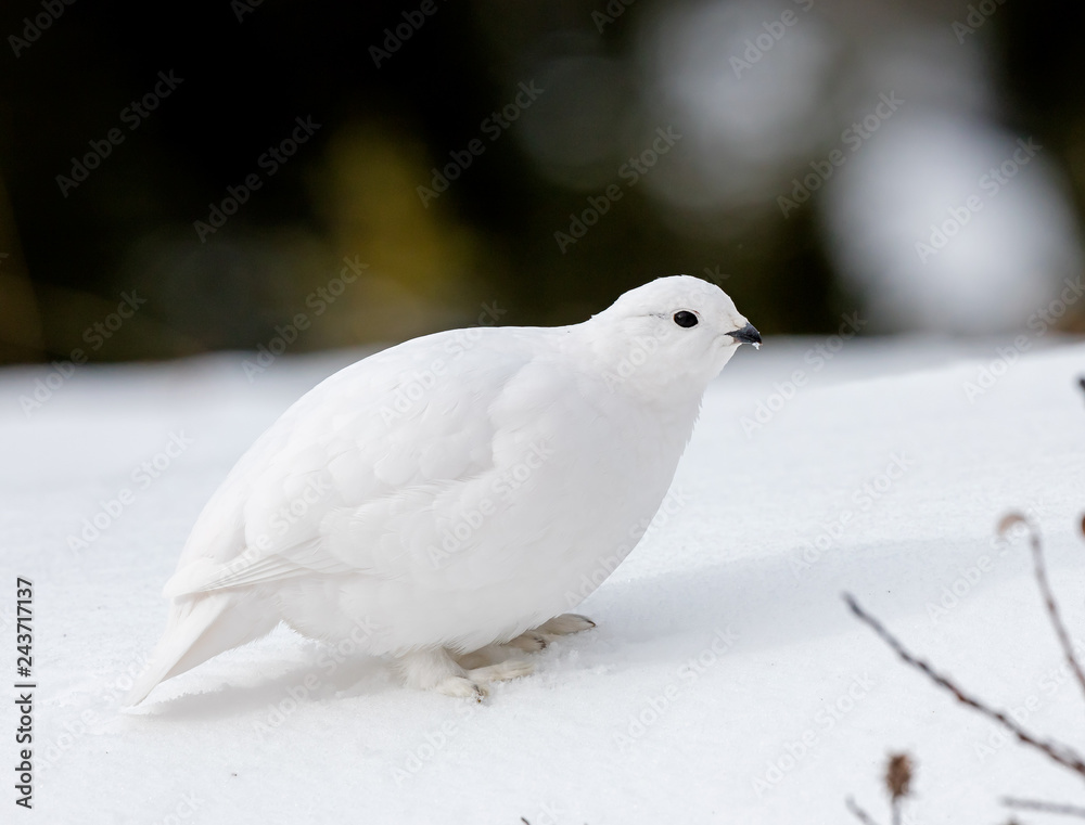 White-tailed Ptarmigan White-tailed Ptarmigan