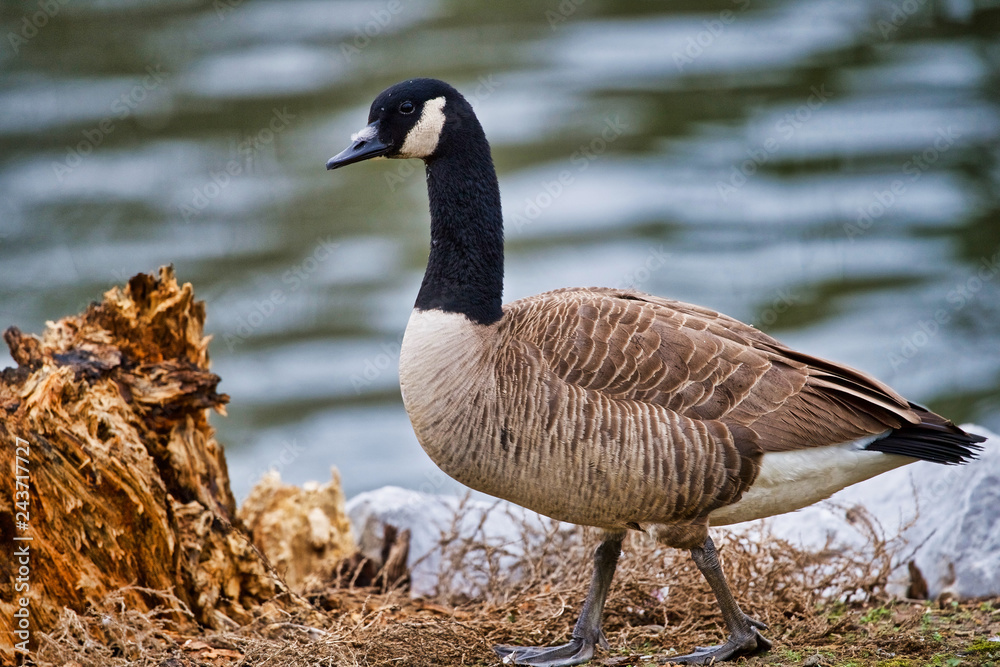 Geese Geese
