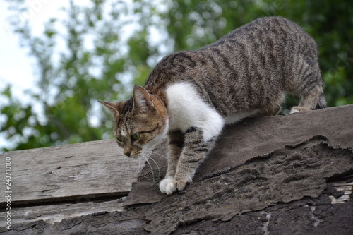 cat on a rock