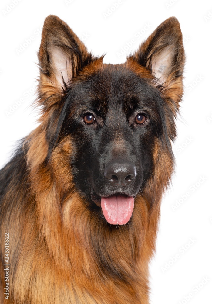 German Shepherd Dog Isolated on White Background in studio German Shepherd Dog Isolated on White Background in studio