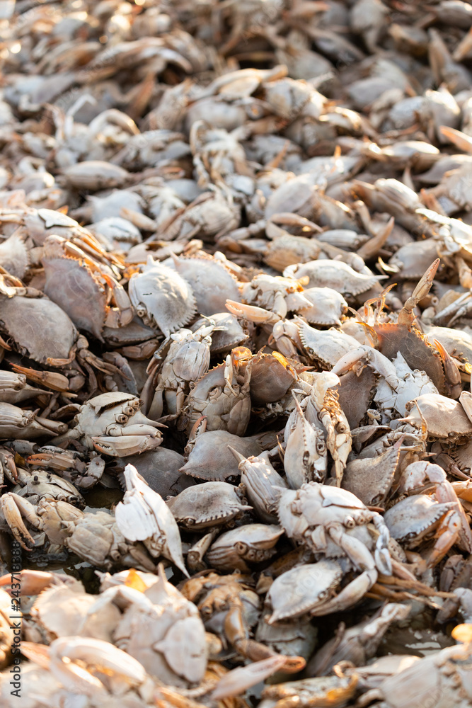 Empty crab shells making piles by Vistonida lake in Rodopi, Greece Empty crab shells making piles by Vistonida lake in Rodopi, Greece