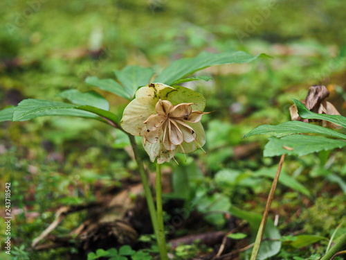 verblühte Schneerose mit geöffneten und ausgesamten Balgfrüchten photo