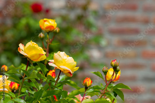 roses in the garden