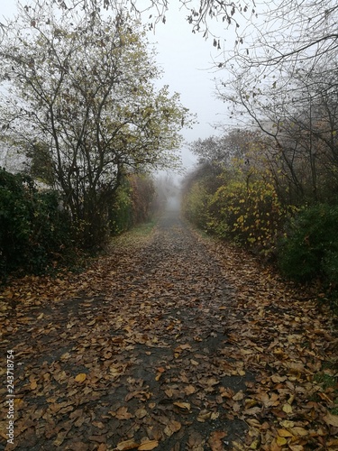 Weg der in den Nebel f  hrt