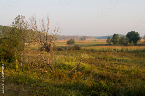 Early morning in the green meadow and trees and bushes far away. Summer landscape