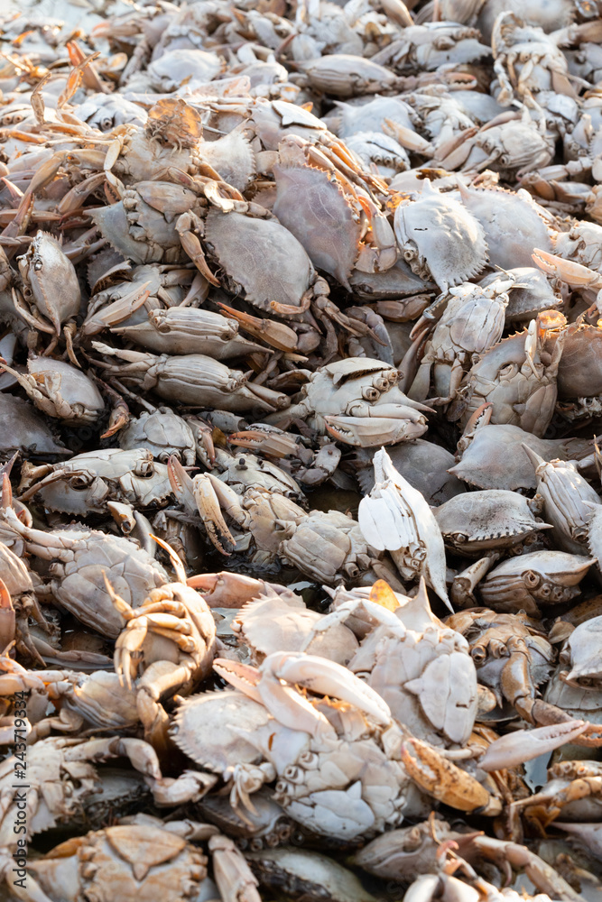 Empty crab shells making piles by Vistonida lake in Rodopi, Greece Empty crab shells making piles by Vistonida lake in Rodopi, Greece