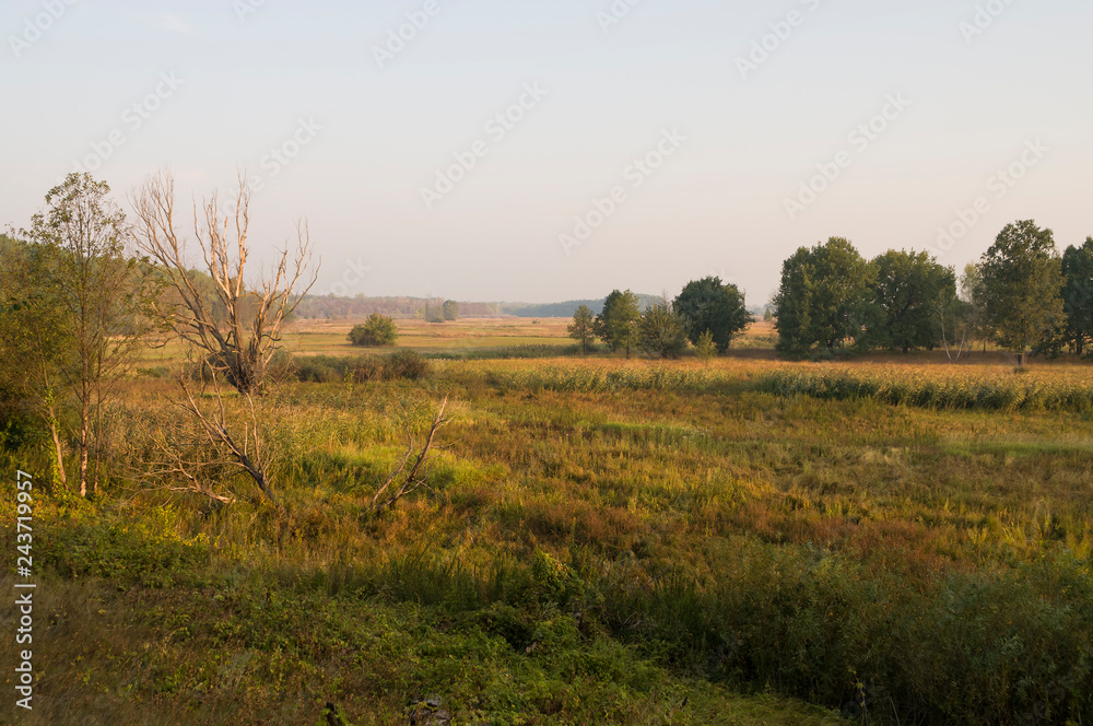 Early morning in the green meadow and trees and bushes far away. Summer landscape
