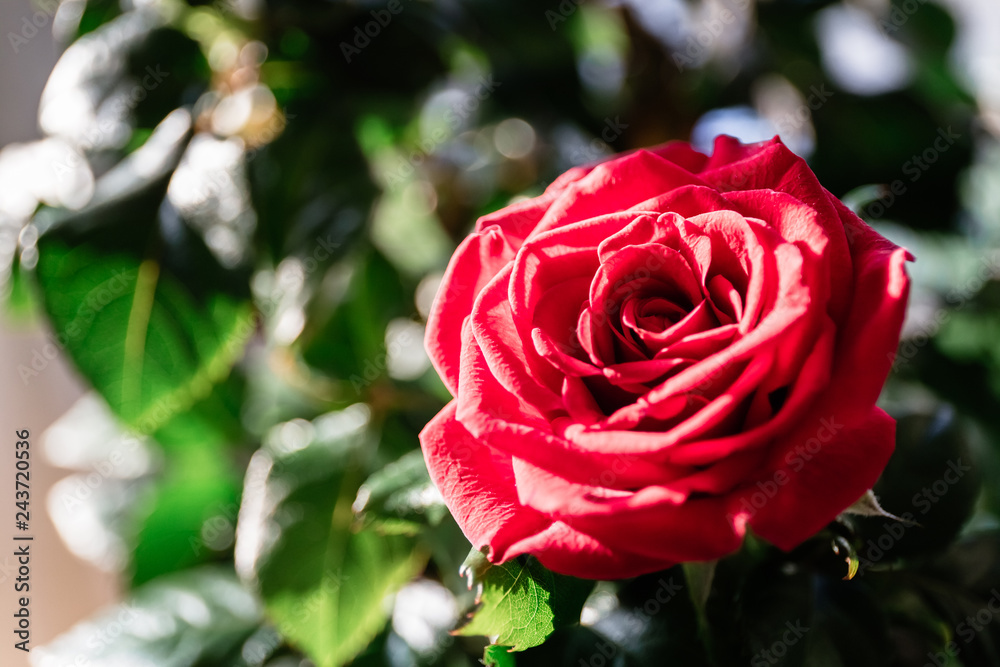 Red rose flower simbol of St. Valentine's Day Red rose flower simbol of St. Valentine's Day