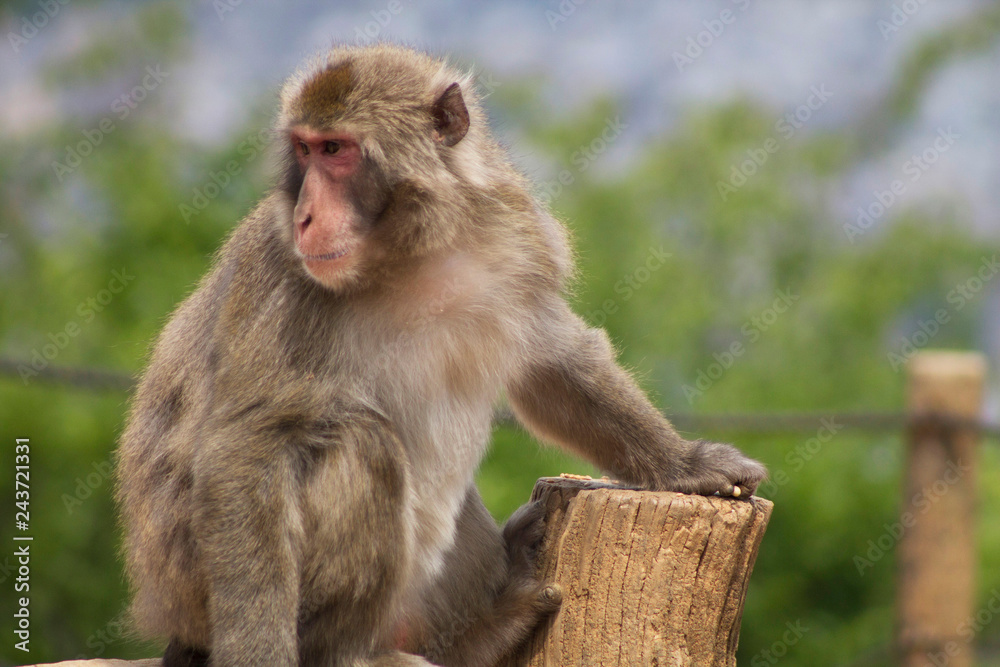 Macaco Japones posando