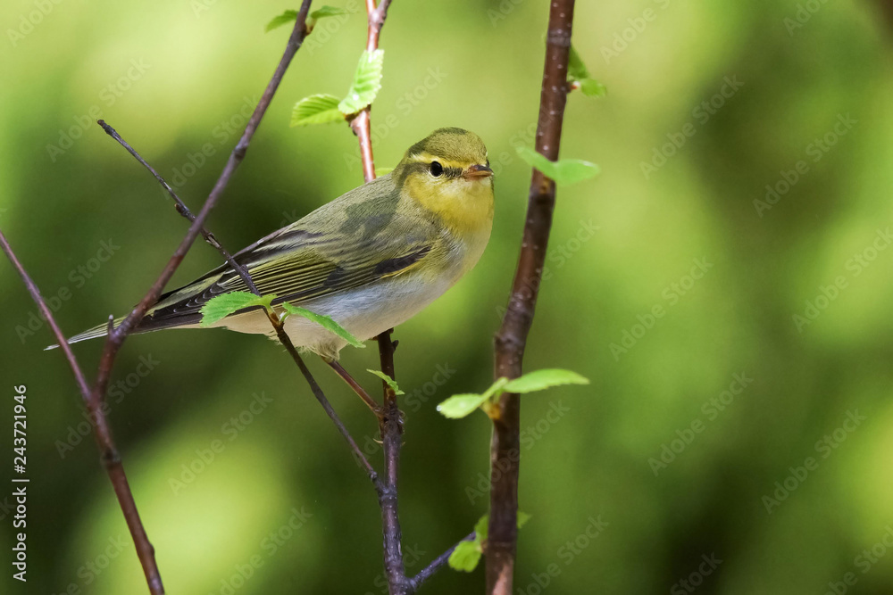 Obraz premium Wood Warbler