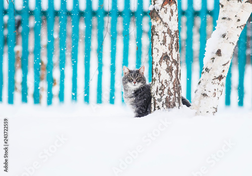 Photography cute  cat sits on a birch tree in a snowy winter garden and looks straight down