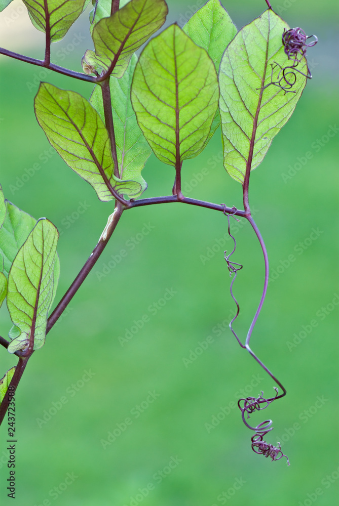 Cathedral bells vine (Cobaea scandens) leaves and tendrils. Cathedral bells vine (Cobaea scandens) leaves and tendrils.